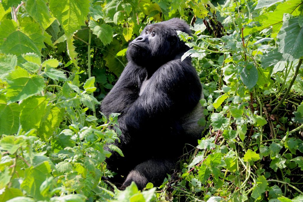 12 Day Remarkable Rwanda Full Circuit Tour - African Safaris, Coffee ...